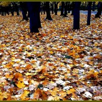Осень шумит листопадом и плачет дождём :: Ольга Довженко