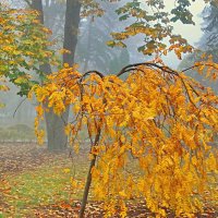 Осень золотая :: Vladimir Lisunov