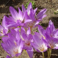 Колхикум :: PRP 