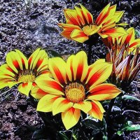 Ещё цветёт гацания :: Людмила Смородинская