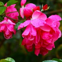 Доброе утро :: Юрий. Шмаков