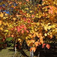 Золотая осень :: PRP 