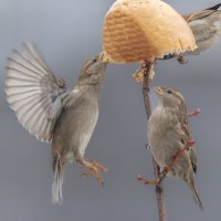 из жизни воробьев . :: юрий макаров