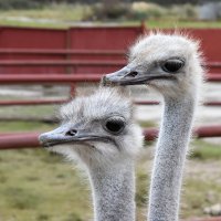 Московская область. Серпухов. Ферма «Русский страус». :: Наташа *****