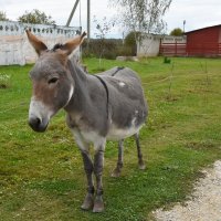 Московская область. Серпухов. Ферма «Русский страус». :: Наташа *****