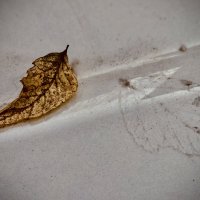 Наследил… :: Любовь 