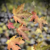 Клён акварелью) :: Любовь 