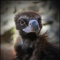 Гриф. :: Александр 