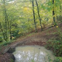 ПЛАСТУНКА - СОЧИ :: Tata Wolf