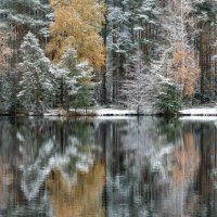 Припорошило....... :: Юрий Цыплятников