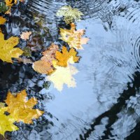 В окно стучит он к Осени, бродяга: «Прошу тебя, красавица, открой, :: "The Natural World" Александер