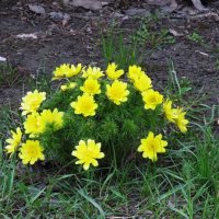 апрель :: Елена Шаламова