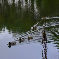 разрезая гладь воды :: vg154 разрезая гладь воды :: vg154