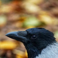 Портрет вороны :: александр 