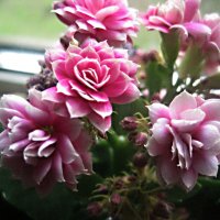 Каланхоэ :: Елена Семигина