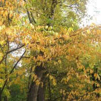 Осеннее :: Елена Семигина