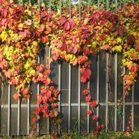 Октябрьский этюд :: Рита Симонова Октябрьский этюд :: Рита Симонова