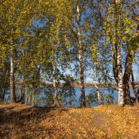 Берёзы на Волге :: Александр Синдерёв