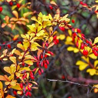 Барбарис поспел :: Светлана Барбарис поспел :: Светлана