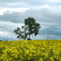 В рапсовом поле :: Георгий А В рапсовом поле :: Георгий А