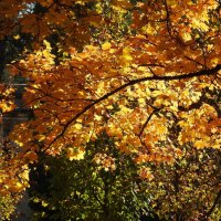 осень :: ИННА ПОРОХОВА