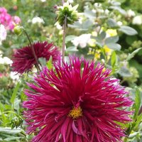 Георгин :: Freddy 97