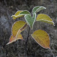 ** :: Зоя Мишина