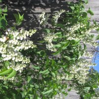 .............. :: Елена Шаламова .............. :: Елена Шаламова