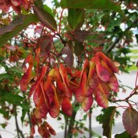 ............ :: Елена Шаламова