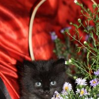 Чёрная кошка :: Оксана Новик 