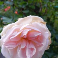 Роза :: Сапсан 