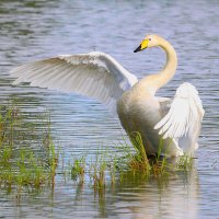 Вернулся я на родину. :: Михаил Белоусов