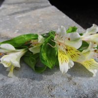 зарисовка :: Елена Шаламова зарисовка :: Елена Шаламова