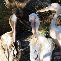 редкие птицы в городе :: Олег Лукьянов