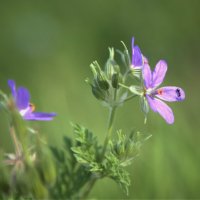 природа :: Антонина Владимировна Завальнюк