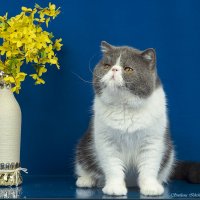 Мой кот - Зевс :: Светлана Ищенко