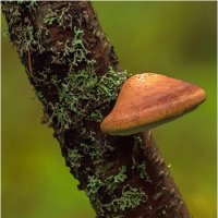 Трутовик :: Валентин Котляров