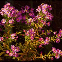 Прощальный букет октября :: Валентин Котляров