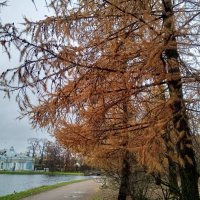 Осень :: Сапсан 