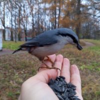 Поползень :: Сапсан 