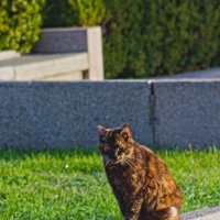 Охраник памятника :: Giant Tao / Охраник памятника :: Giant Tao /