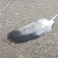 * :: Редкий Гость