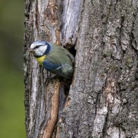 из жизни синиц-лазоревка :: юрий макаров из жизни синиц-лазоревка :: юрий макаров