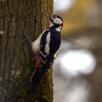 Большой пестрый дятел :: Сергей Владимирович Егоров Большой пестрый дятел :: Сергей Владимирович Егоров