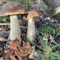 Грибочки :: Ольга Савельева 