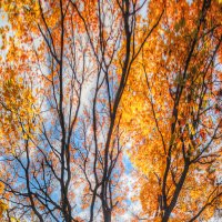 *** :: Сергей Григорьев