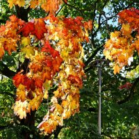 Золото клена :: Сергей Карачин