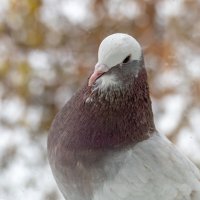 Доня :: Игорь Волков