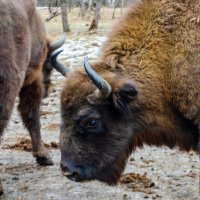 Зубры :: Галина Ложечникова