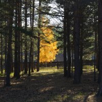 * :: Наталья Покацкая